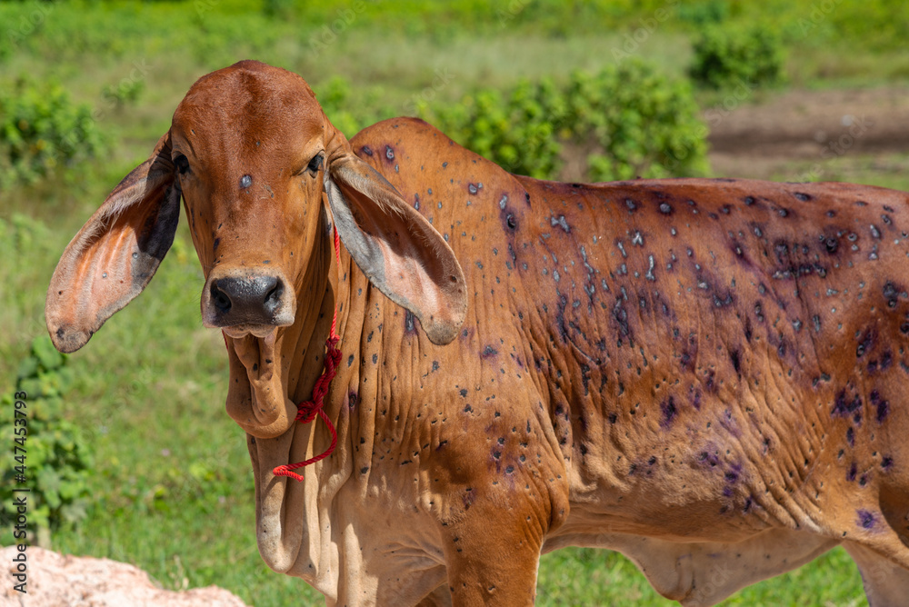 Lumpy Cow Disease