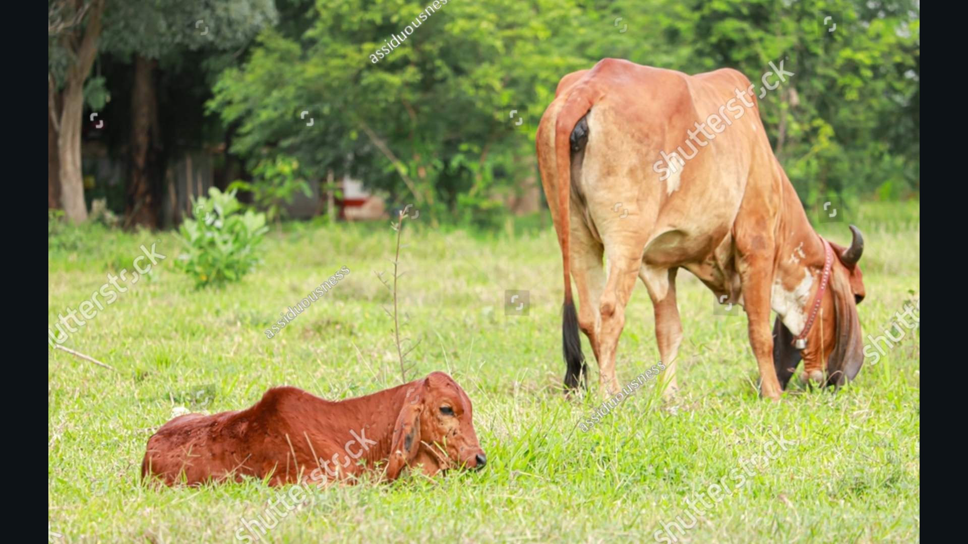 COW DISEASE IN INDIA