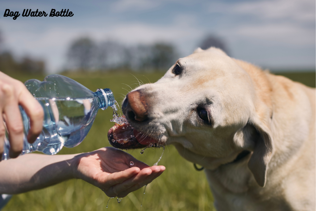 Dog Water Bottle