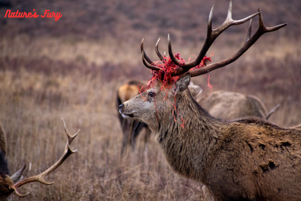 Nature's Fury