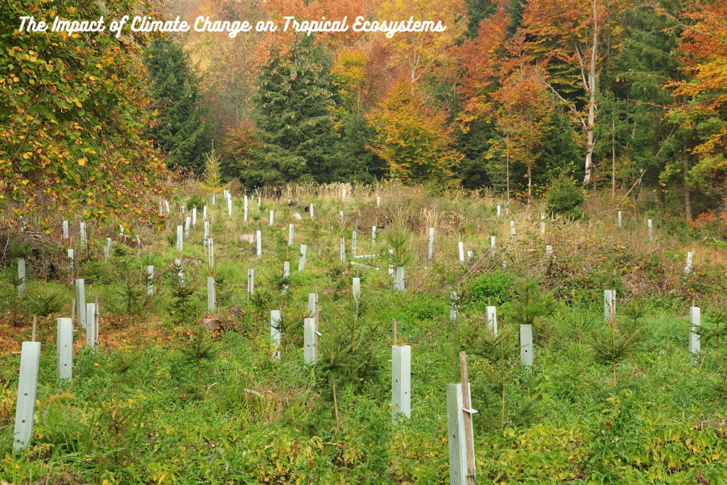 The Impact of Climate Change on Tropical Ecosystems